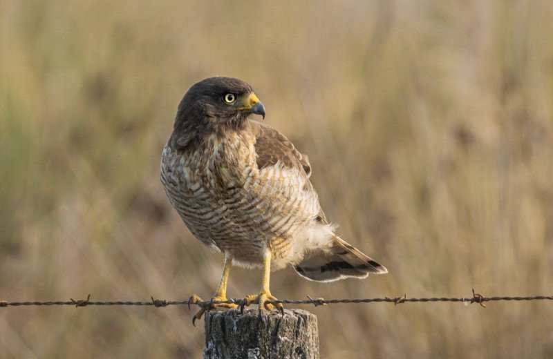 Roadside hawk geb1aee55d1920