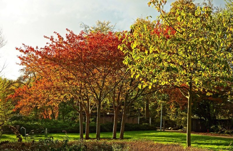 Trees g1dfd5c48f1920